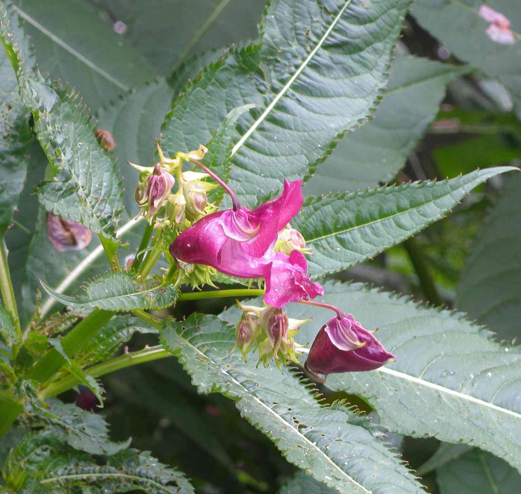 pianta olandese - Impatiens glandulifera